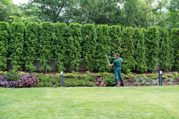 Tree and Shrub Care in Lakeview, NY